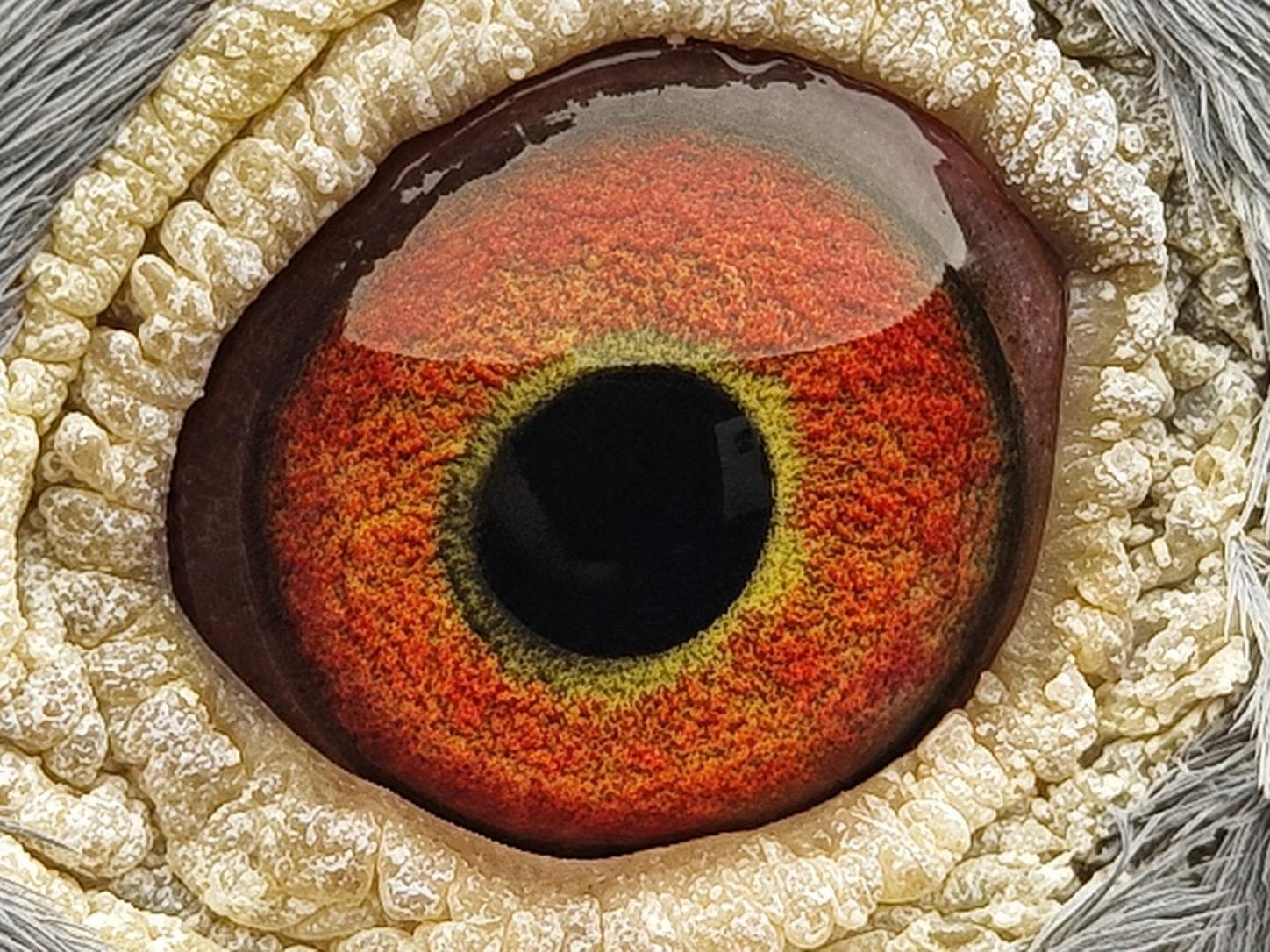Pigeon eye